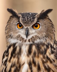 Eurasian Eagle Owl