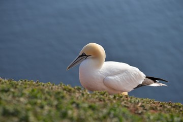 Detailed Picture from colony of northern gannets, Morus bassanus, taken in early morning, sunny day on the Helgoland island in the North sea in the beggining of nesting season in early spring time.