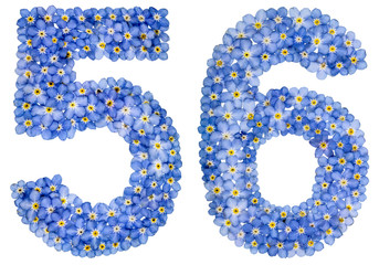 Arabic numeral 56, fifty six, from blue forget-me-not flowers