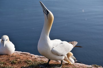 Detailed Picture from colony of northern gannets, Morus bassanus, taken in early morning, sunny day on the Helgoland island in the North sea in the beggining of nesting season in early spring time.