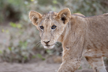 A male lion in Kenya, Africa