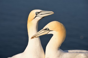 Closeup portrait of two northern gannets, morus bassanus, on the nesting site during nesting season. Love of gannets in the reproduction season on spring. Picture taken in Helgoland, sunny evening. 