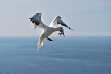 Fototapeta na wymiar Flying northern gannet collecting a sea graas and pieces of fishermen nets to build their nests in the nesting site on the rock in the Helgoland island in the \North sea. Spring time of nesting season