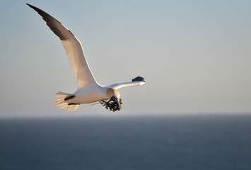 Flying northern gannet collecting a sea graas and pieces of fishermen nets to build their nests in the nesting site on the rock in the Helgoland island in the \North sea. Spring time of nesting season