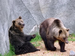 European brown bear, (Ursus arctos)