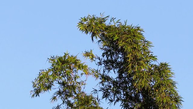 Bambu ao vento suave.