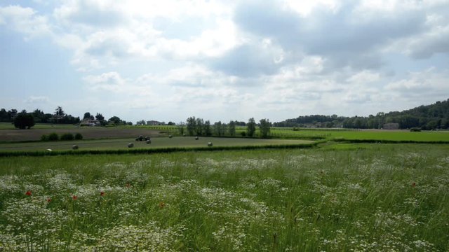 cultivated fields and flowering