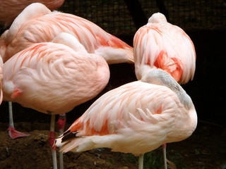 Fototapeta na wymiar Chilean Flamingo bird, (Phoenicopterus chilensis)