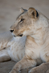 A lioness in Kenya, Africa