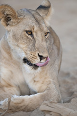 A female lion in Kenya, Africa