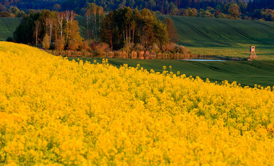 Rzepakowe Złoto © Wojciech Lisiński