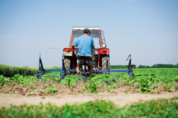 Young sunflower weed plowing