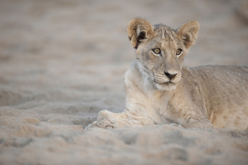 A male lion cub in Kenya, Africa