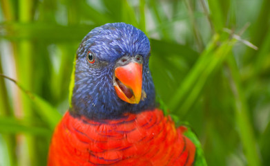 Loriquet à tête bleue