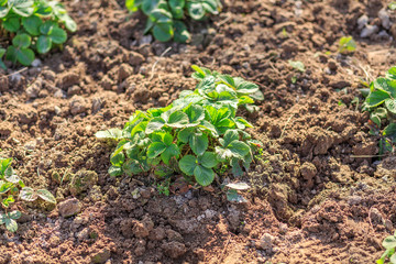 Work with a shovel or rake on a kitchen garden with plants.
