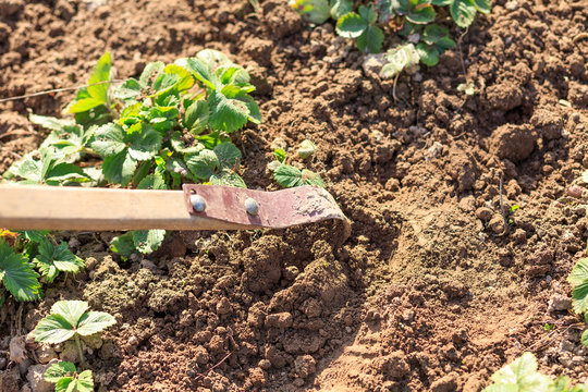 Work with a shovel or rake on a kitchen garden with plants.