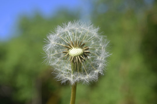 Fototapeta Diente de león - 16