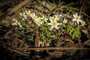 Teh Flowers