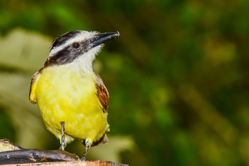 A close up of a Great Kiskadee in Costa Rica