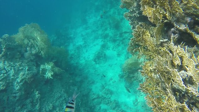 Underwater world Coral reefs. Slow motion 120 fps