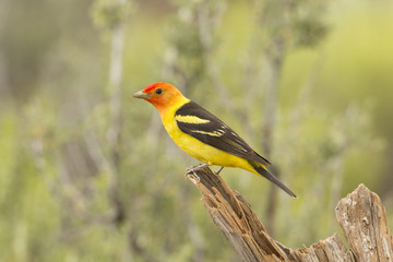 Western Tanager - Male
