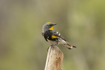 Yellow-rumped Warbler