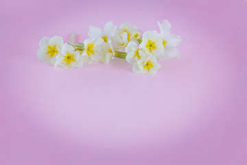 The background is pink with flowers of primrose. A beautiful backdrop for artist, designer. Plenty of space for text. Selective focus.