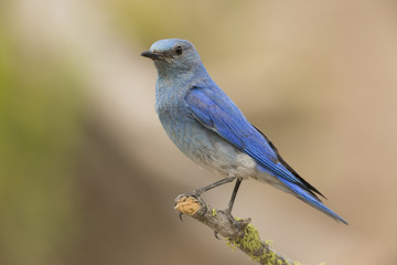 Mountain Bluebird, Male