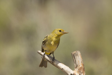 Obraz premium Western Tanager - Female