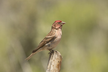 Cassin's Finch - Male