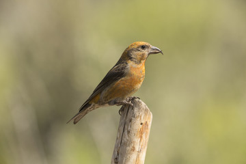 Fototapeta premium Red Crossbill Male