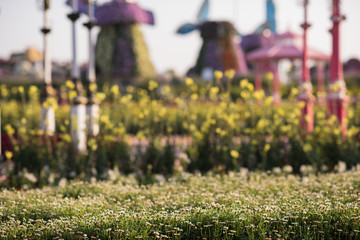 Dubai miracle garden