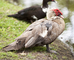 Duck