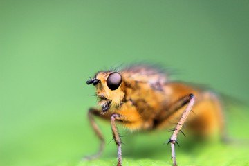 insecte
