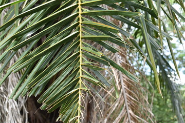 rama seca de palmera