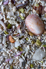 Sea sand with small shells, background, macro, 2x magnification