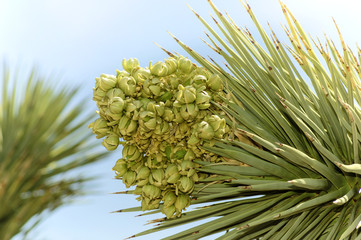 Joshua Tree Bloom