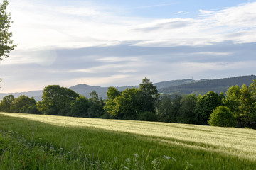 Obraz premium Feld im Morgenlicht
