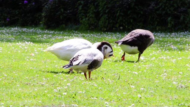 Several diferent species of geese grooming in the wind on the fresh green gras on a sunny summer day medium shot