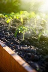 gruwth seedling tomato