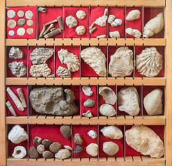 Fossils collection in a box