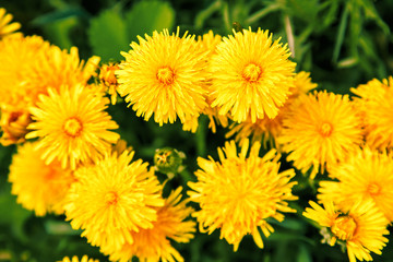 Bright yellow dandelion flowers.