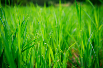 Background of green grass.