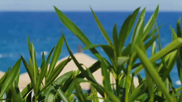 shot of mediterranean coast, focus moving from sea to leaves of plant at a first, sunny weather