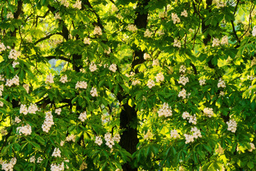 Aesculus hippocastanum commonly known as horse-chestnut or conker tree in blossom. Chestnut tree flower pattern background. Springtime in the park or garden.