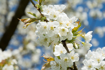 Obraz premium spring cherry