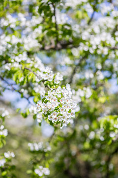  Spring blossom background. Blossom tree. Spring print. Apple tree branch. Apple blossom