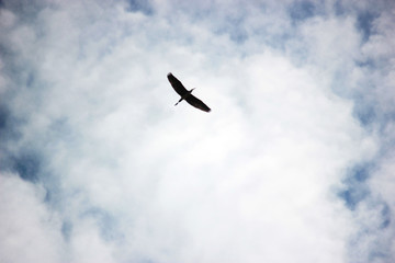 Bird in sky