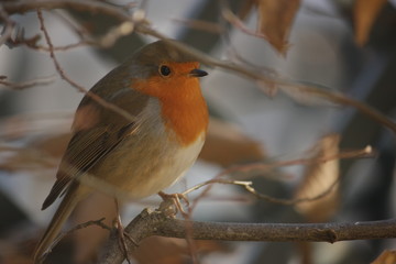 Robin