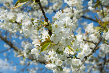 spring cherry